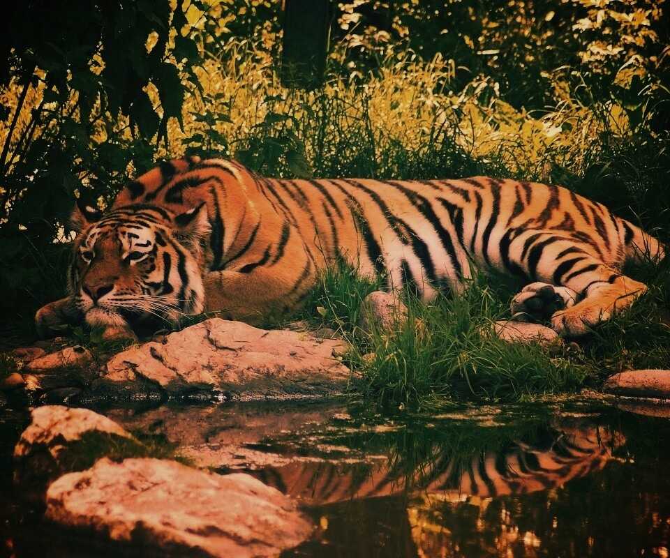 Тигр отдыхает обои