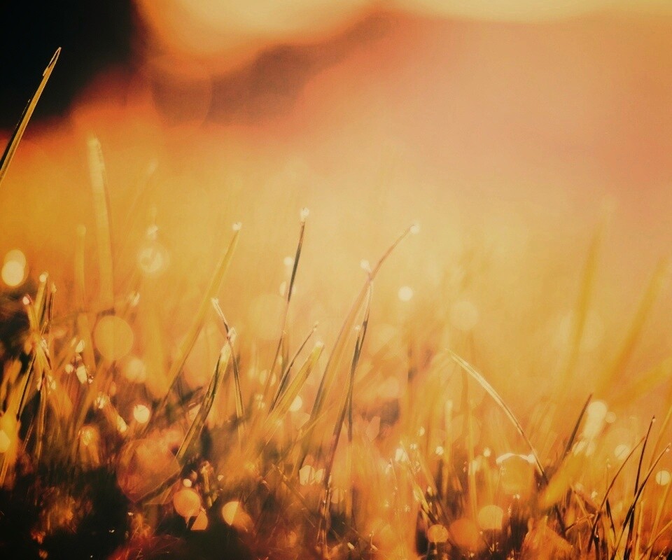 Красивая сочная трава обои