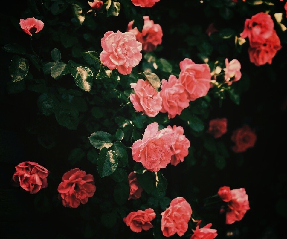 Розовый куст обои