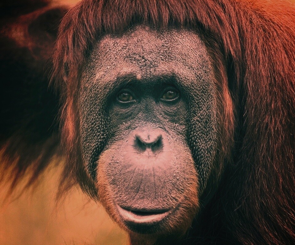 Орангутан обои