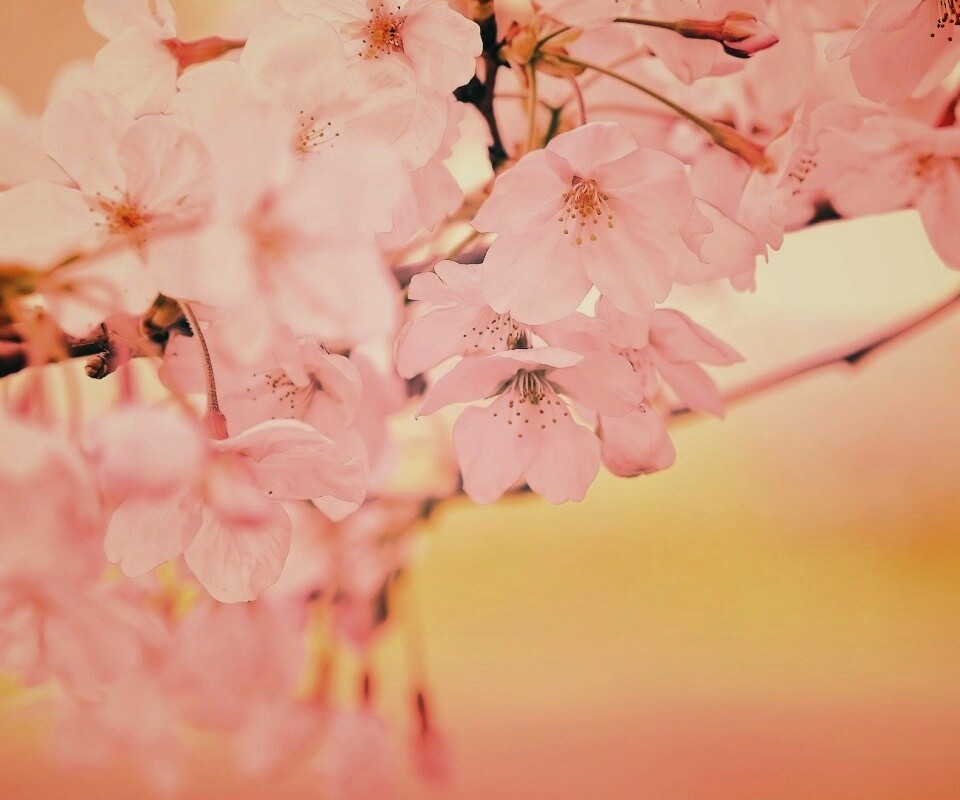 Цветение вишни обои