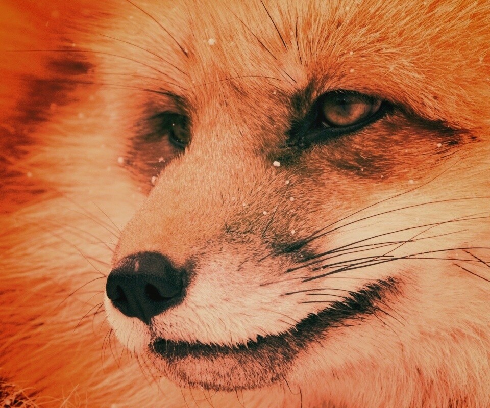 Морда рыжей лисы обои