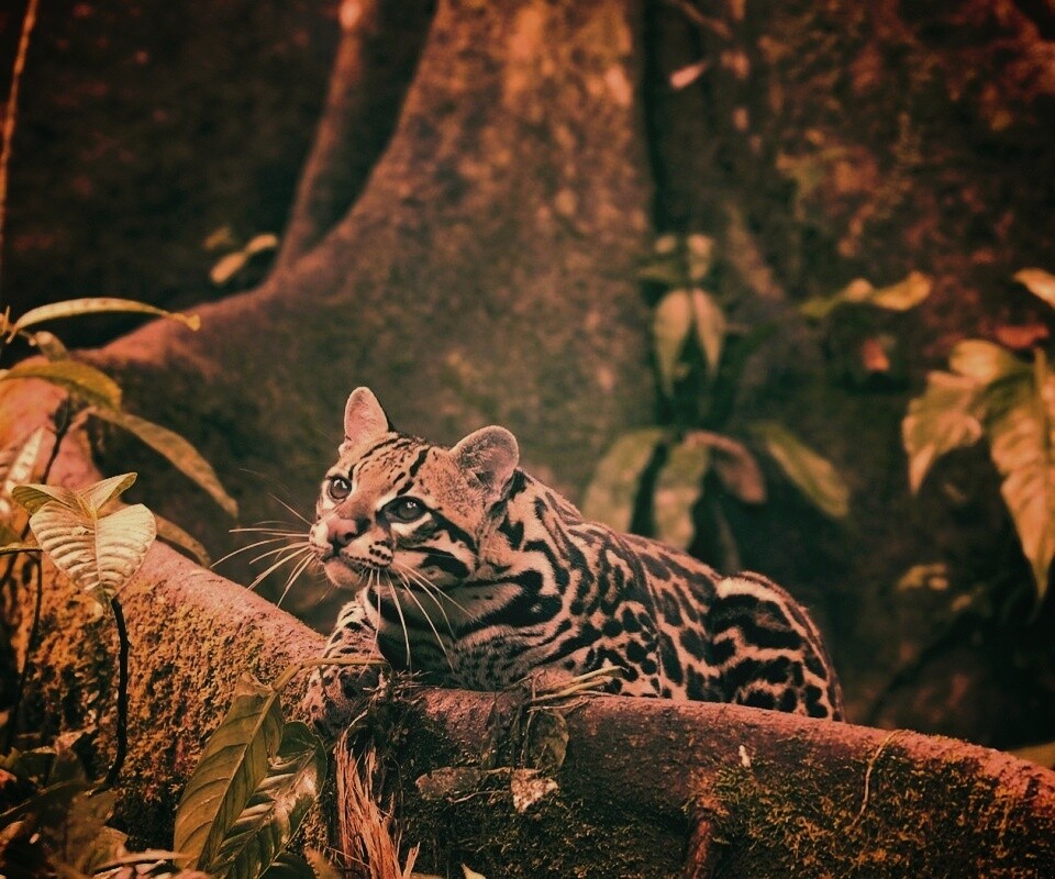 Оцелот обои