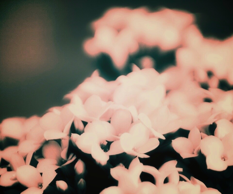 Белоснежные цветочки обои