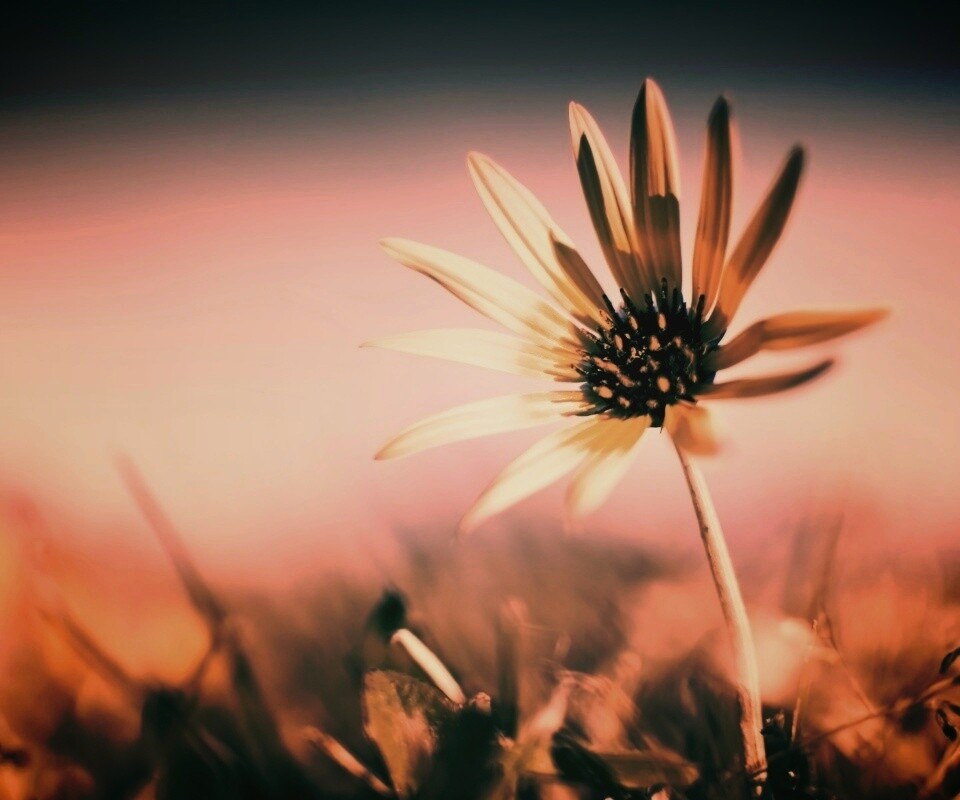 Летний цветок на солнце обои