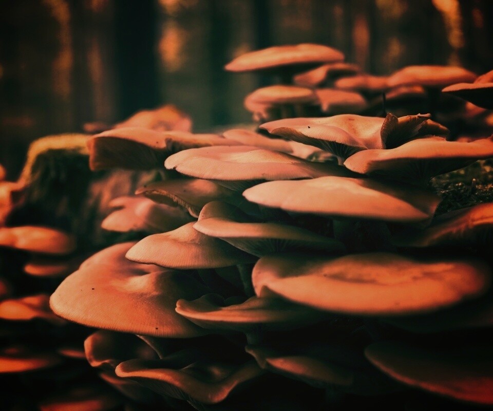 Лесные грибы на пне обои