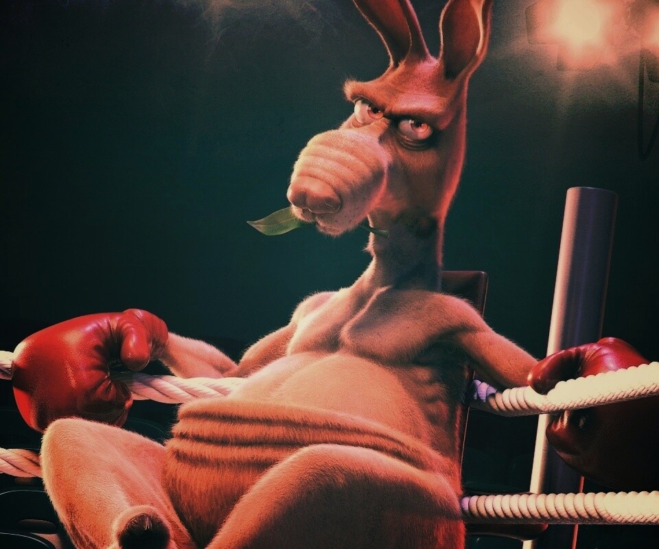Кенгуру-боксер на ринге обои