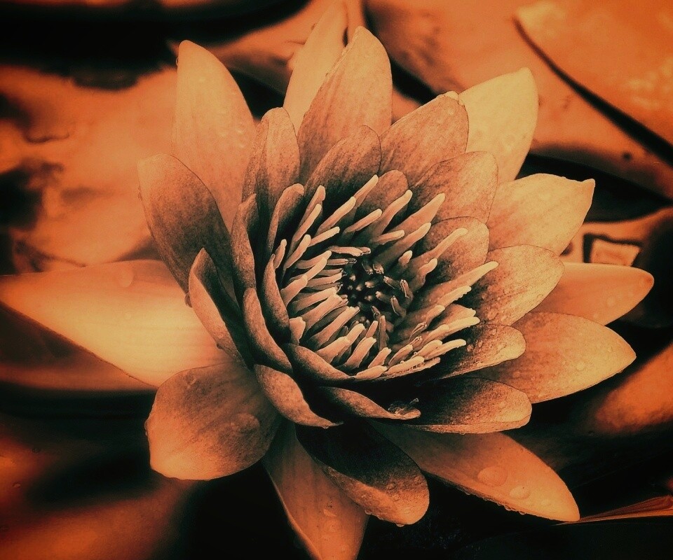 Кувшинка обои