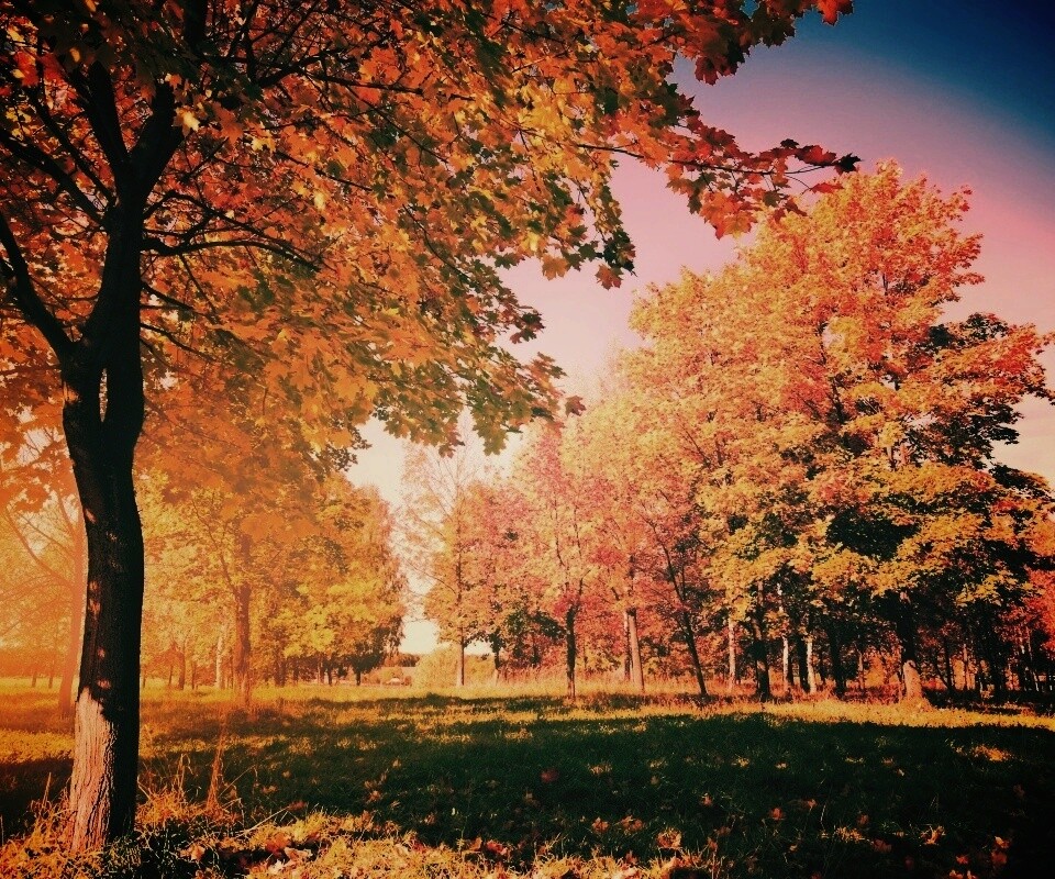 Осень в лесу обои