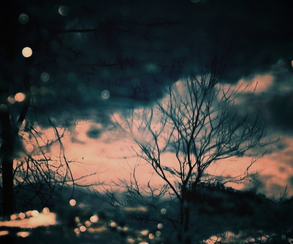 Голые деревья обои