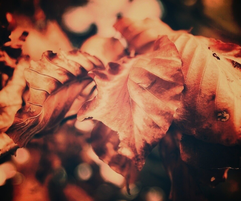 Засохший лист обои