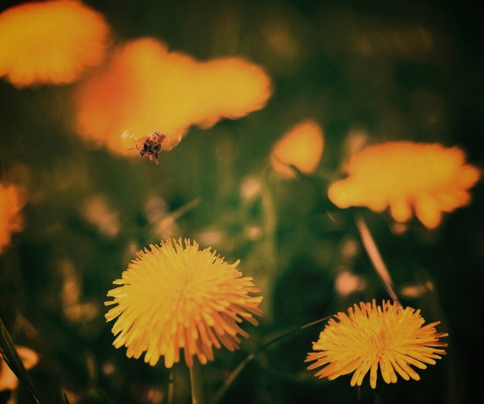 Пчёлка пролетает над одуванчиками обои