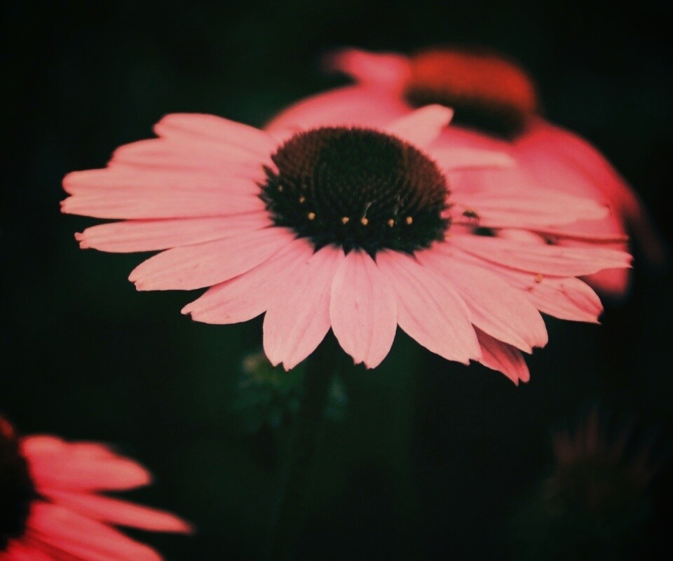 Розовый цветок обои