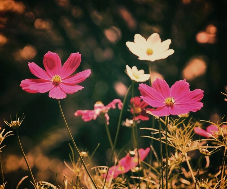 Белые и розовые цветочки обои