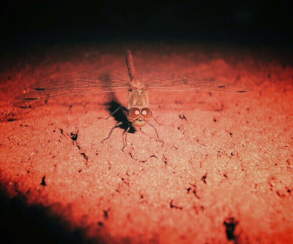 Стрекоза обои