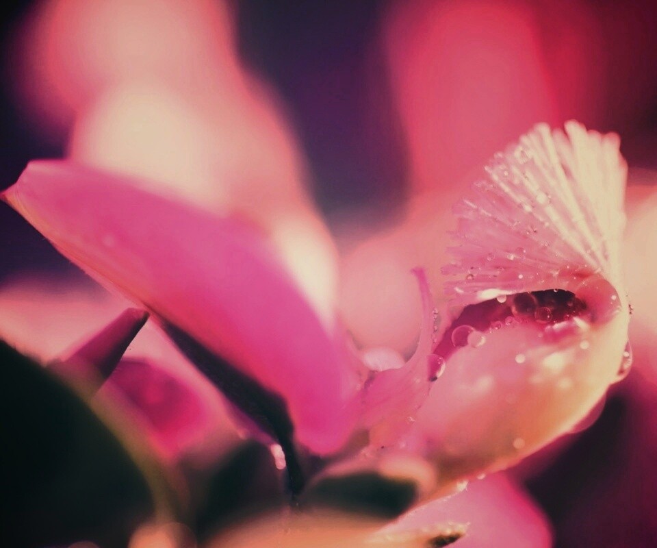 Капли на лиловом цветке обои