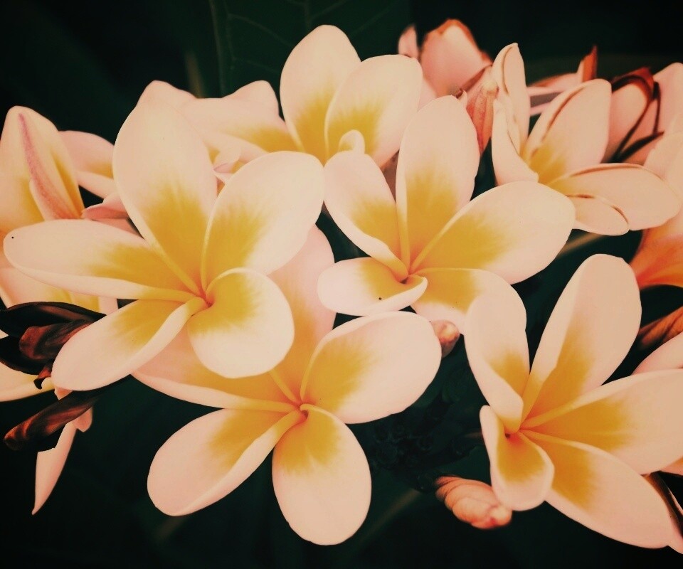 Прекрасные цветы обои