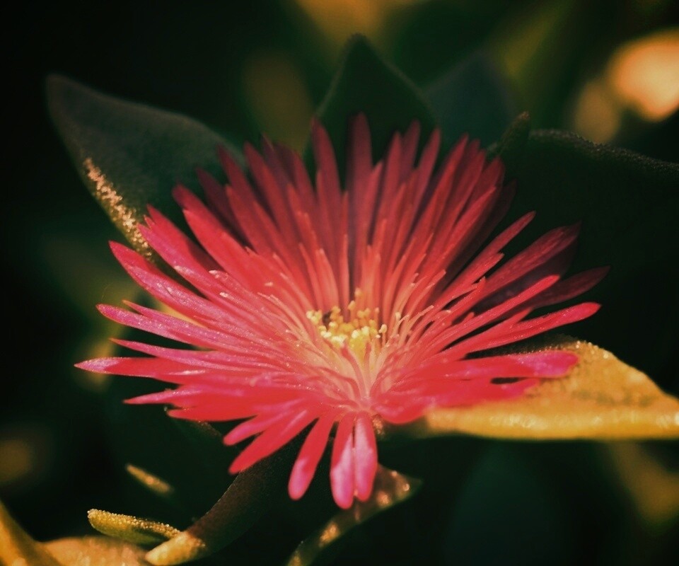 Чудесный цветок обои