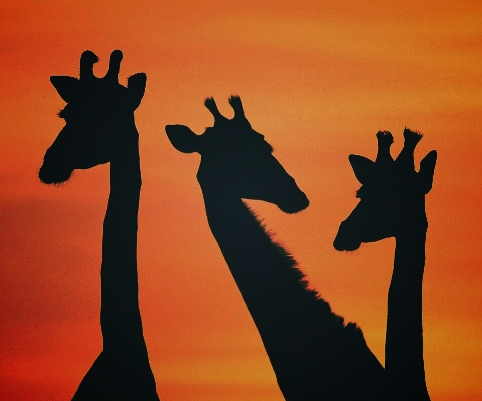 Три силуэта жирафов на фоне неба обои