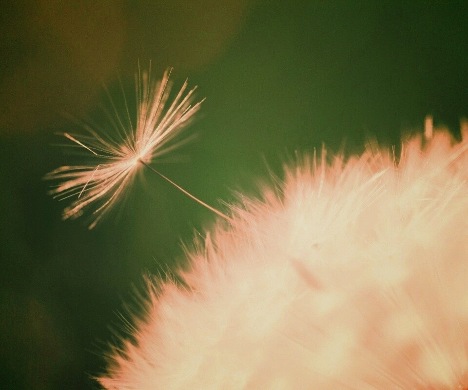 Пушинка одуванчика обои