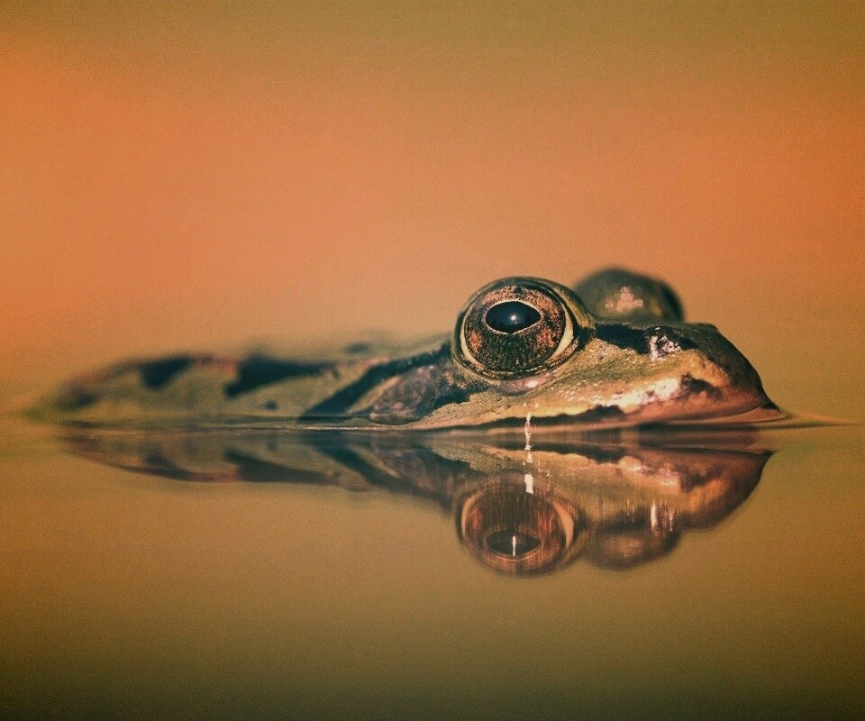 Лягушка обои