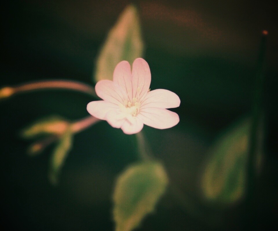 Маленький цветок в макро обои