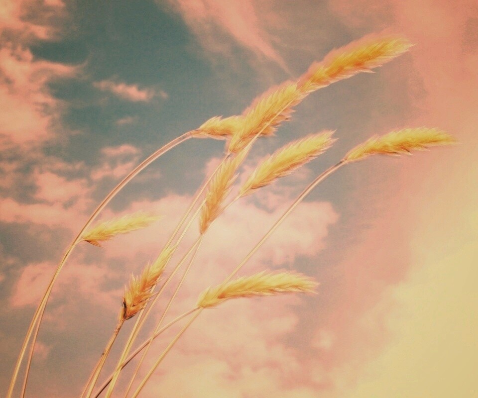 Колосья обои