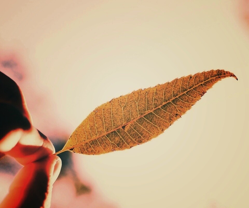 Листик в пальцах обои
