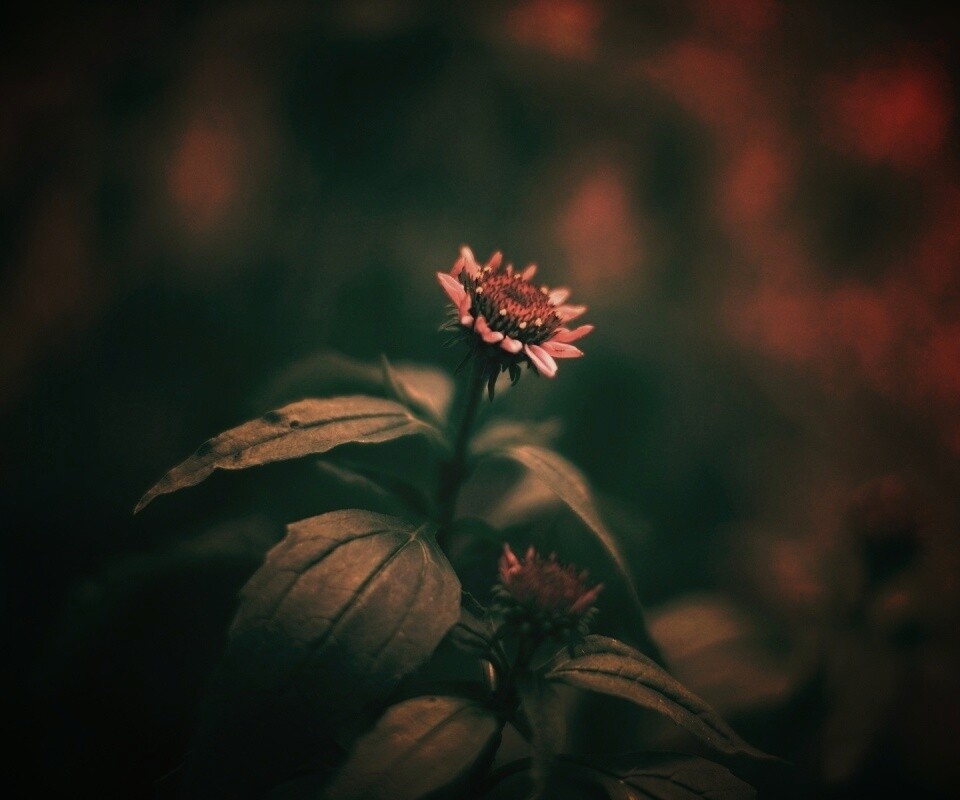 Фотография цветка обои