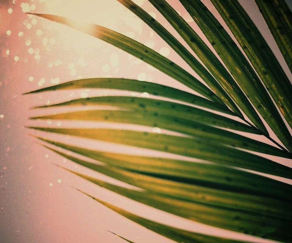 Солнце просвечивает сквозь пальмовый лист обои