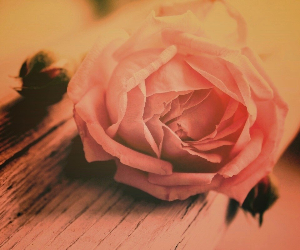 Бутон нежной розы обои