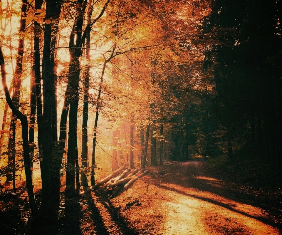 Дорога вдоль просеки в осеннем лесу обои