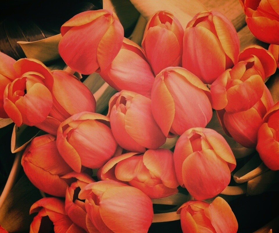 Букет красных тюльпанов обои