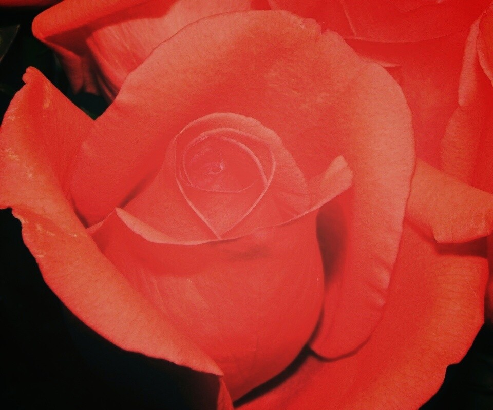 Бутон розы обои