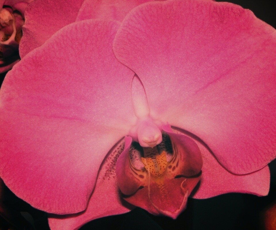 Фиолетовая орхидея обои