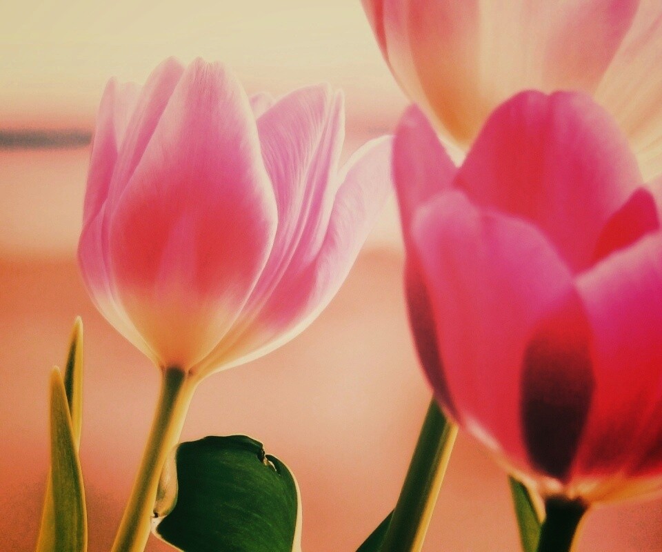 Тюльпаны обои
