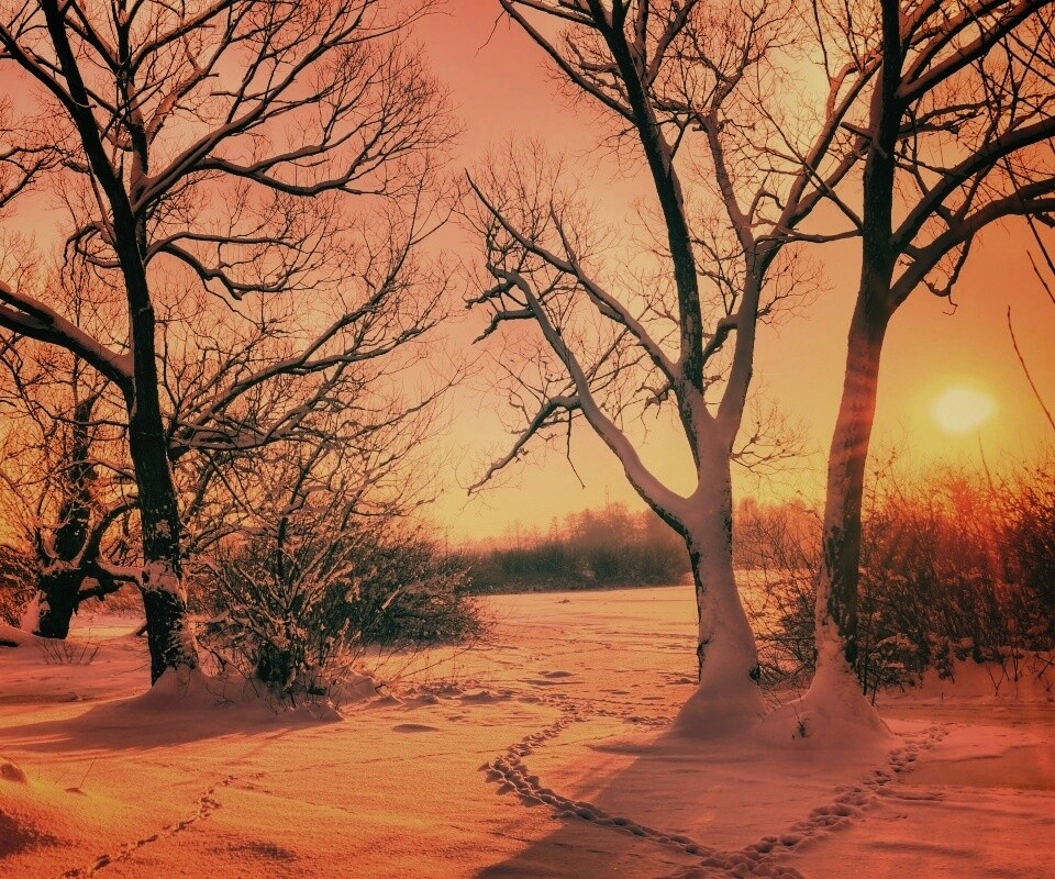 Солнечный свет в зимнем лесу обои