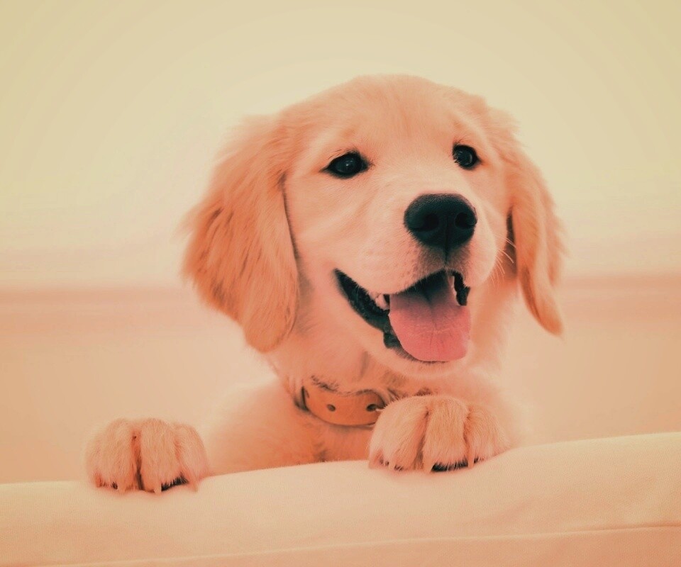 Щенок голден ретривера обои