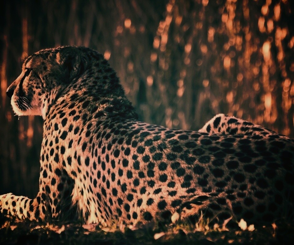 Гепард обои