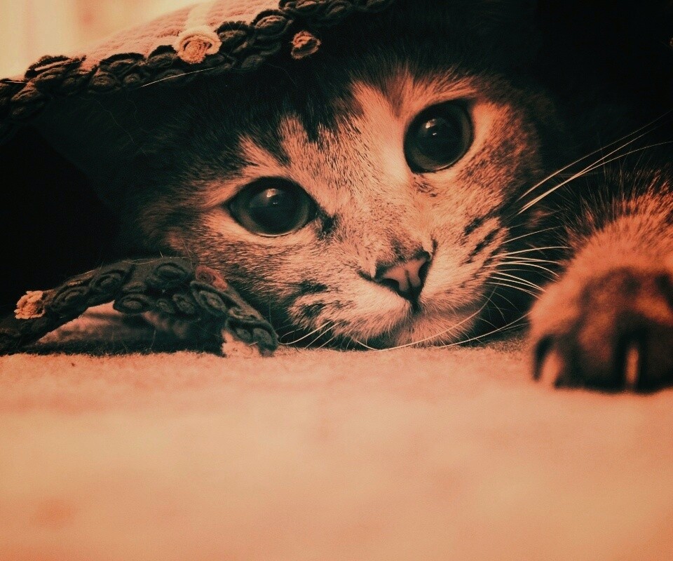 Кот под ковриком обои