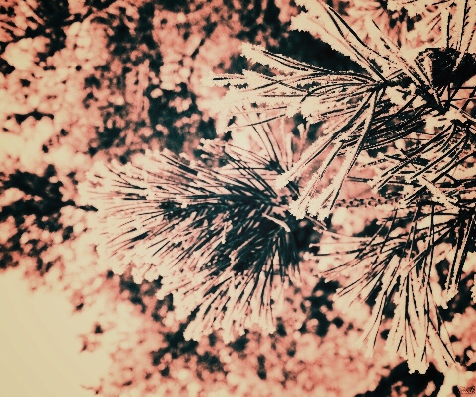 Хвойная ветка обои