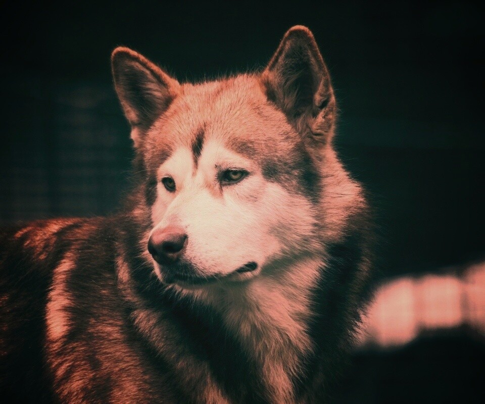 Собака с грустным взглядом обои
