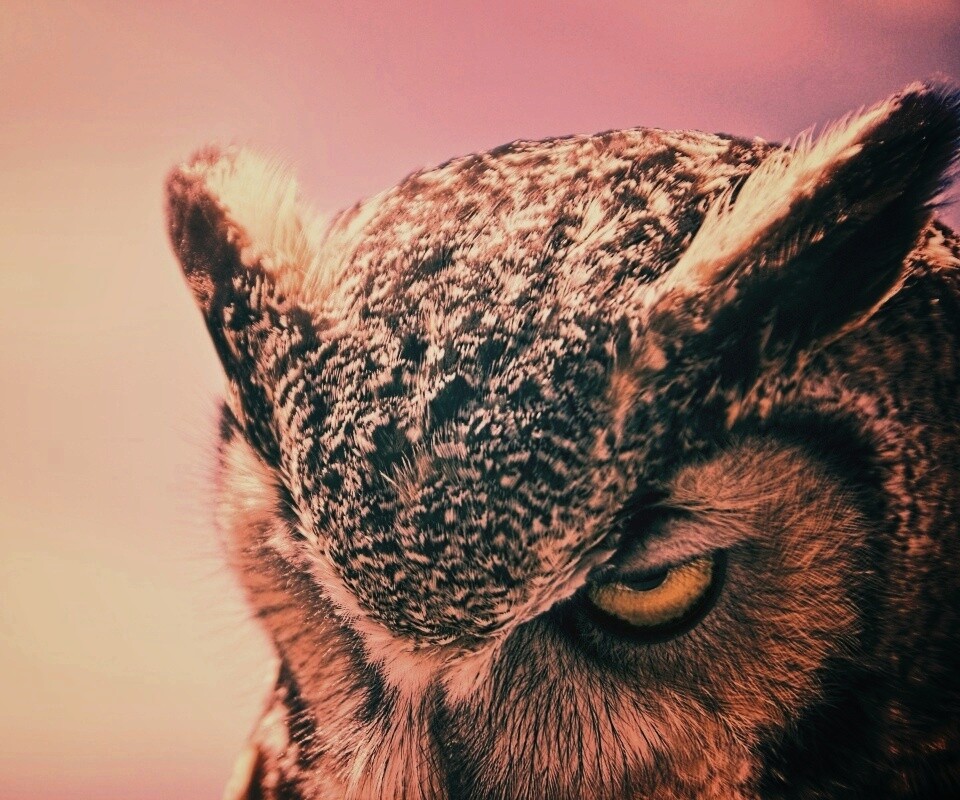 Злая сова обои