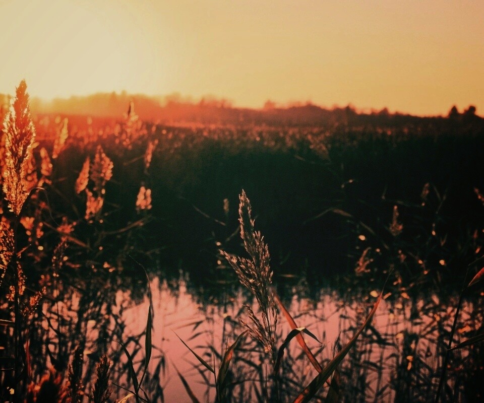 Заросшее озеро обои