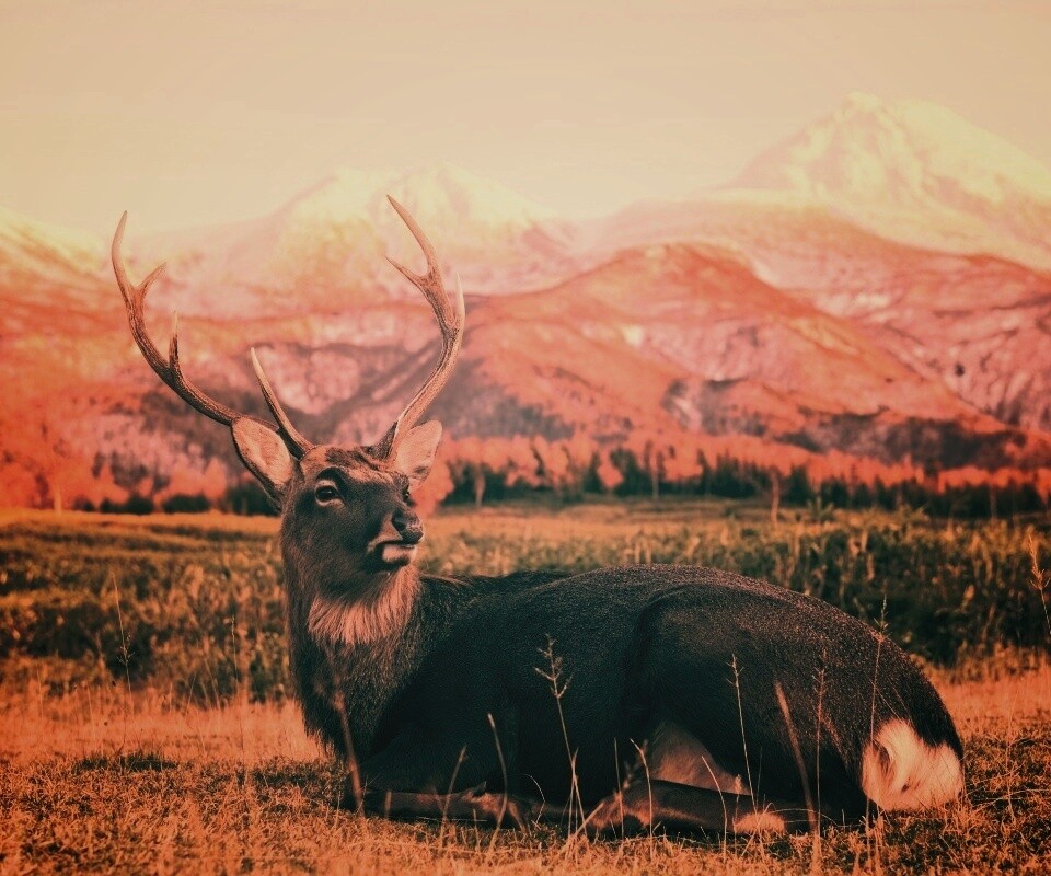 Олень отдыхает в предгорьях обои