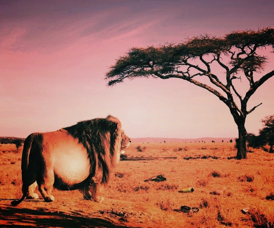 Толстый лев обои