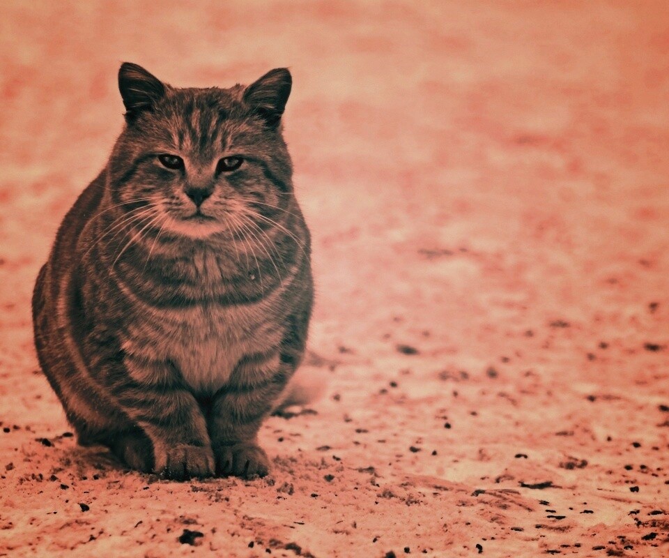 Тяжелый взгляд котэ обои