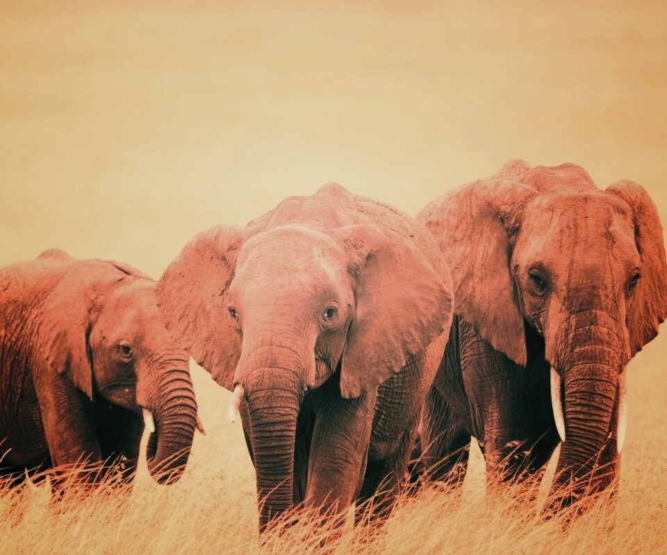 Слон, слониха и слоненок обои