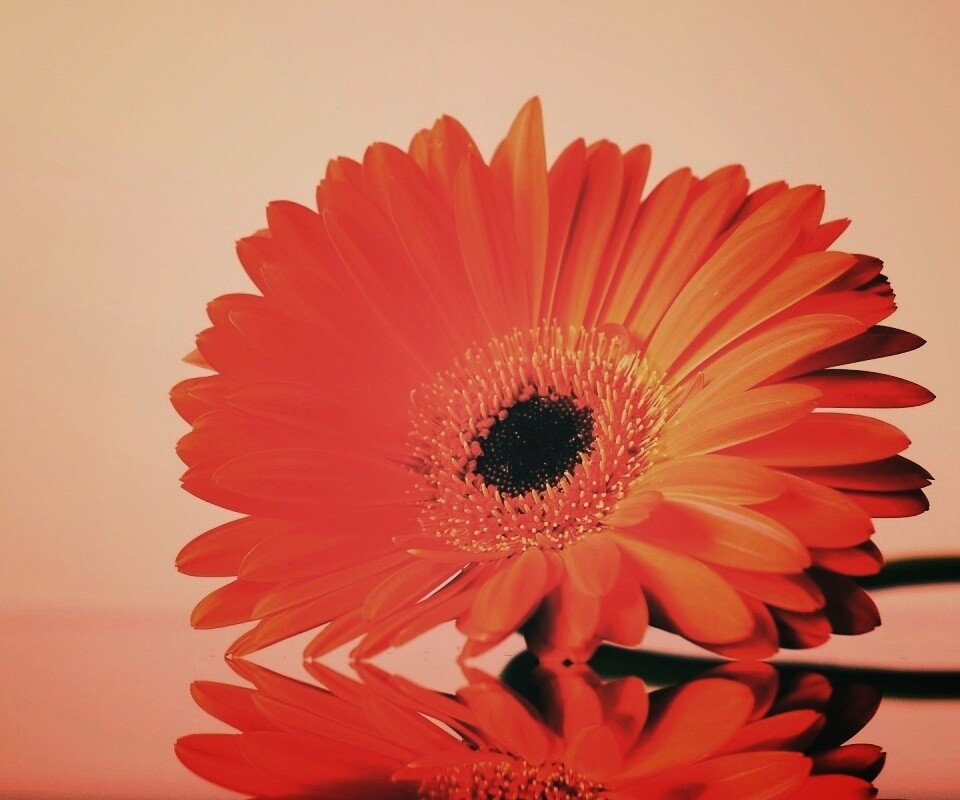 Гербер на стекле обои