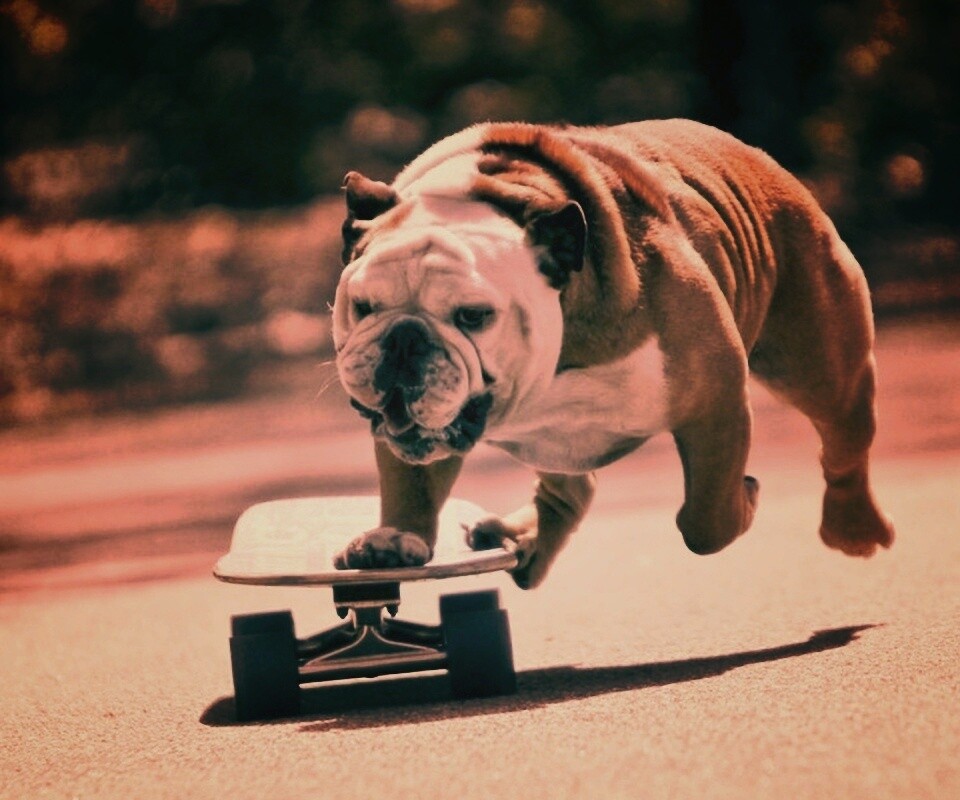 Собака на скейтборде обои